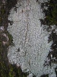 Pertusaria hymenea image