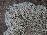 Physcia tribacioides image