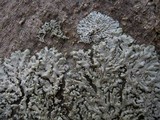 Physcia tribacioides image