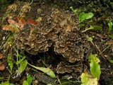 Grifola frondosa image