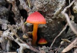 Hygrocybe miniata image