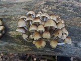 Mycena inclinata image