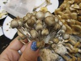 Mycena inclinata image
