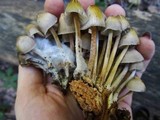 Mycena inclinata image