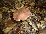 Boletus badius image