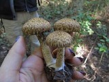 Lacrymaria echiniceps image