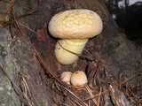 Gymnopilus ventricosus image