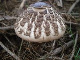 Chlorophyllum olivieri image