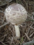 Chlorophyllum olivieri image
