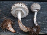 Chlorophyllum olivieri image