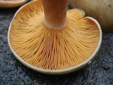 Lactarius deterrimus image