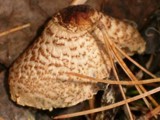 Lepiota cristata image