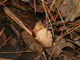 Lepiota cristata image