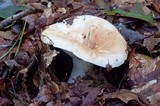 Russula compacta image