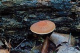 Psathyrella delineata image