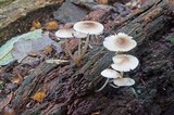 Mycena galericulata image