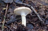 Echinoderma asperum image