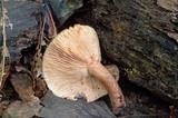 Lactarius mutabilis image