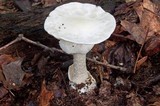Amanita elliptosperma image