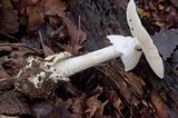 Amanita elliptosperma image