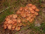 Desarmillaria tabescens image