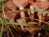 Desarmillaria tabescens image