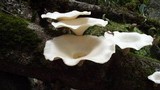 Lentinus sajor-caju image