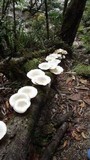 Lentinus sajor-caju image