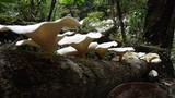 Lentinus sajor-caju image