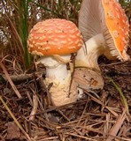 Amanita persicina image
