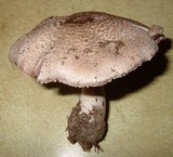 Agaricus silvaticus image