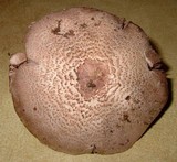Agaricus silvaticus image