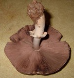 Agaricus silvaticus image