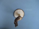 Polyporus radicatus image