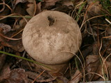 Lycoperdon molle image