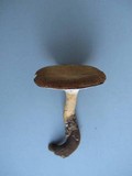 Polyporus radicatus image