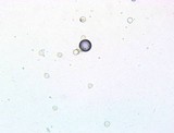 Amanita sect. Vaginatae image