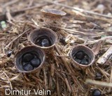 Cyathus stercoreus image