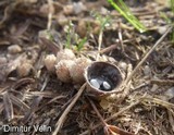 Cyathus stercoreus image