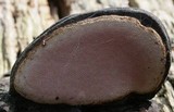 Fomitopsis rosea image