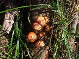 Gymnopilus braendlei image