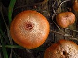 Gymnopilus braendlei image
