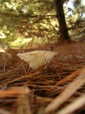 Ampulloclitocybe clavipes image