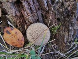 Lycoperdon echinatum image