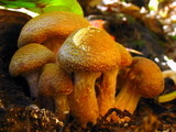 Armillaria gallica image