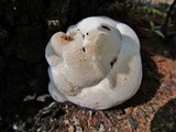 Abortiporus biennis image