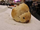 Abortiporus biennis image