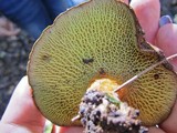 Boletinellus merulioides image