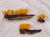 Dacryopinax spathularia image