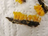 Dacryopinax spathularia image